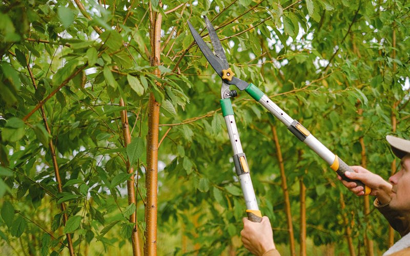 Tree trimming in Ludowici, GA